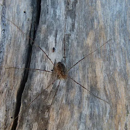 Viruna Farm Alloggio per agriturismo Kiraste