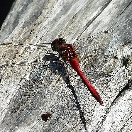Lantgård Viruna Farm *