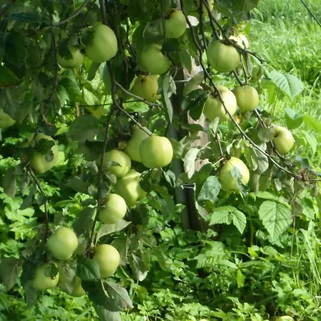 مزرعة للإقامة Viruna Farm Kiraste