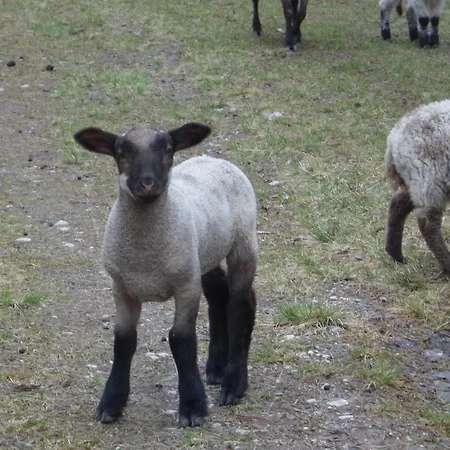 مزرعة للإقامة Viruna Farm *