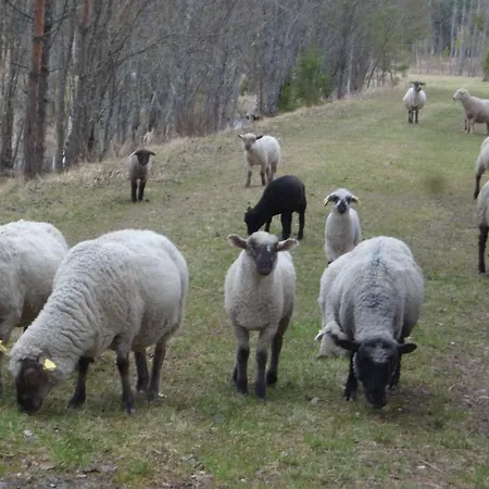 Viruna Farm مزرعة للإقامة