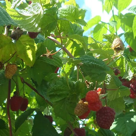 مزرعة للإقامة Viruna Farm *