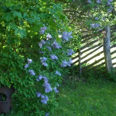 Feriegård Viruna Farm Kiraste
