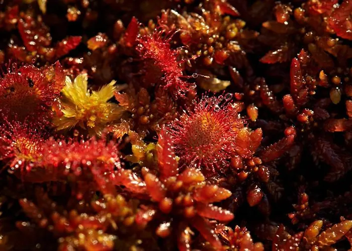 Lantgård Viruna Farm