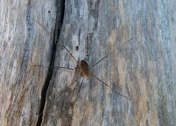 Viruna Farm Lantgård Kiraste