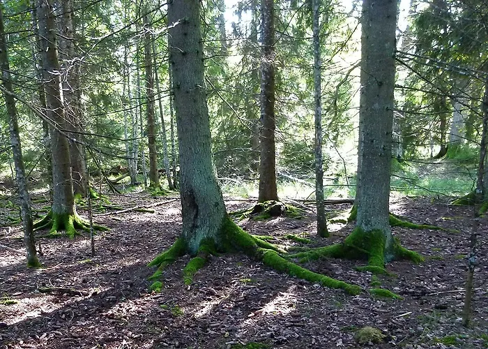 Viruna Farm Lantgård Kiraste