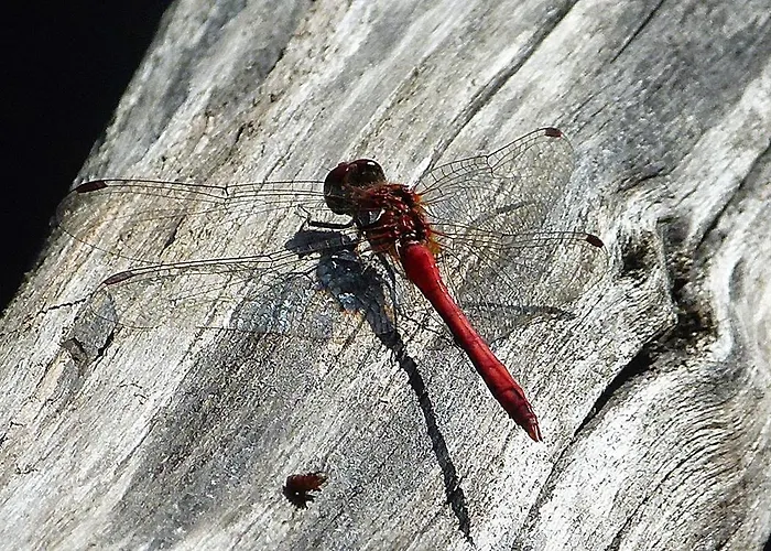 Lantgård Viruna Farm *