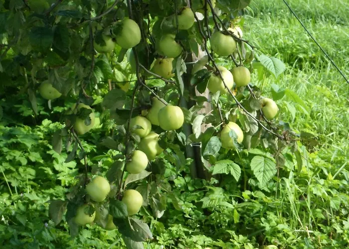 Alloggio per agriturismo Viruna Farm Kiraste