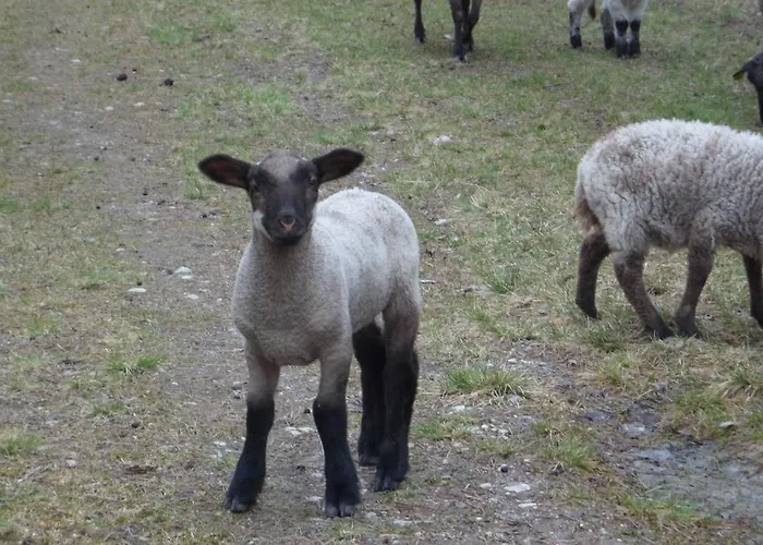 Lantgård Viruna Farm *