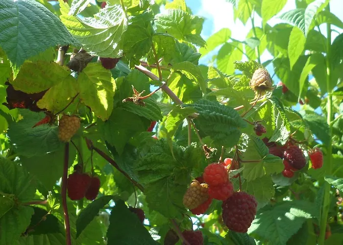 Lantgård Viruna Farm *