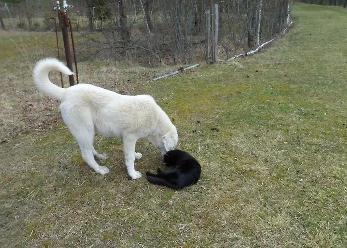 Viruna Farm * Kiraste